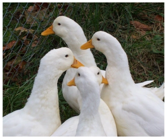 Ducks
