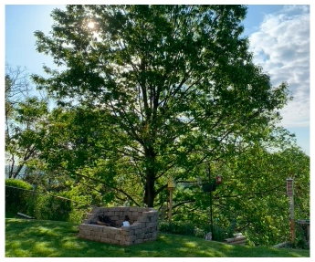 Tree photo